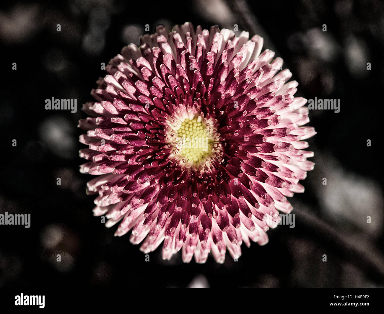 Blossom of a daisy in hard,  hard, graphically appealing presentation, seen from above Stock Photo