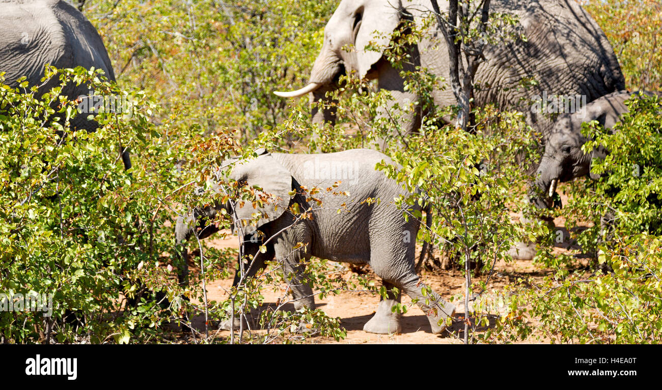 blur in south africa kruger wildlife nature reserve and wild elephant Stock Photo Alamy