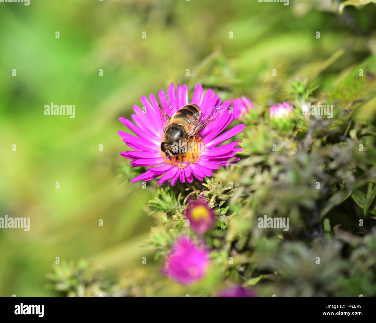 Drone Fly on the purple Aster bloom Stock Photo