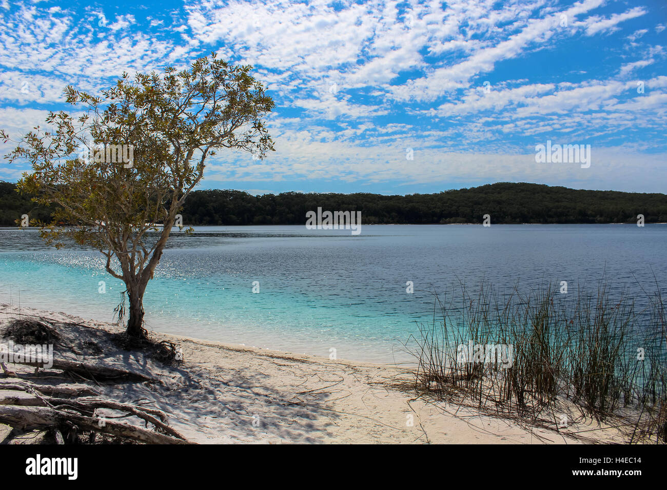 Looking Out across the fresh water of Lake McKenzie on the worlds largest sand island, Fraser island in Queensland Australia. Stock Photo