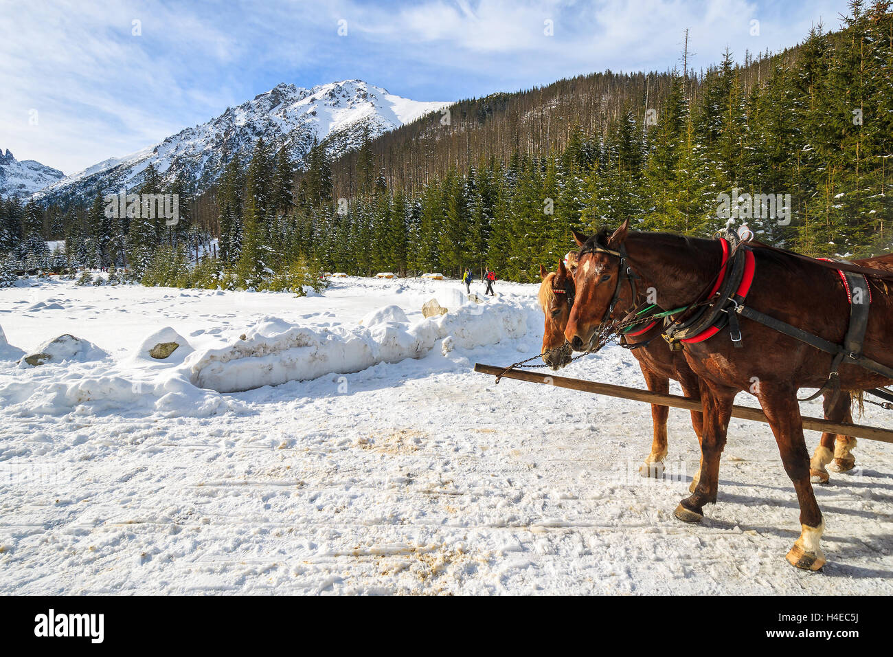 Two horses rest after transporting tourists in sleigh carriages to Morskie Oko lake in winter, High Tatra Mountains, Poland Stock Photo