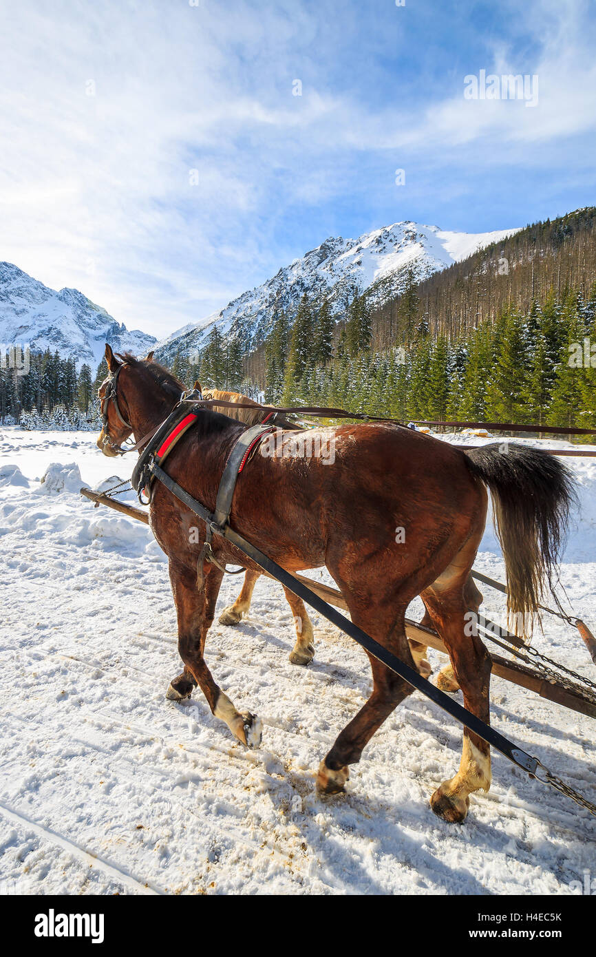 Horses in sleigh carriage near Morskie Oko lake in winter, High Tatra Mountains, Poland Stock Photo