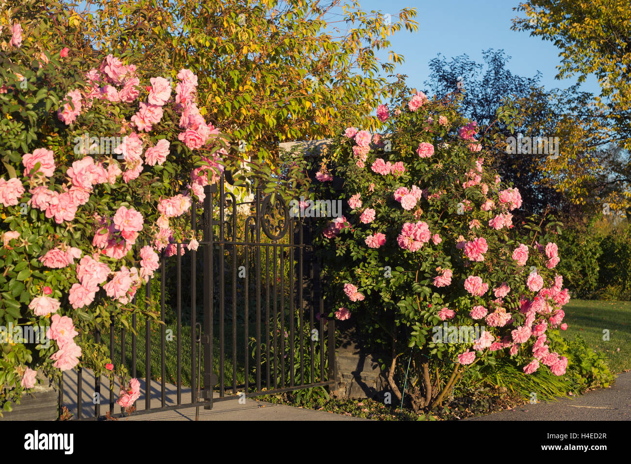 Rose bushes framing iron gate Stock Photo
