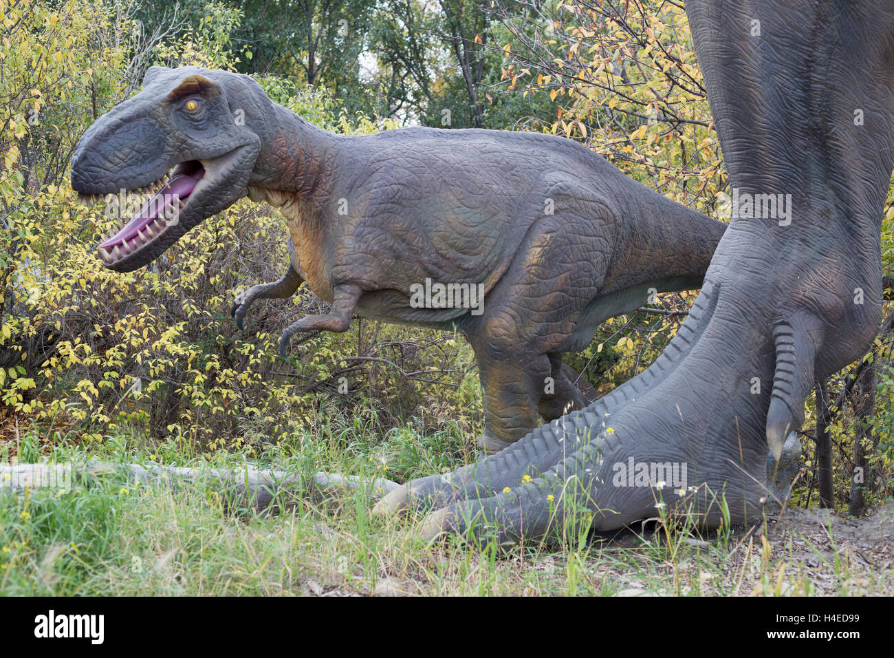 Tyrannosaurus rex baby walking beside foot of adult parent, dinosaur models in a prehistoric park Stock Photo