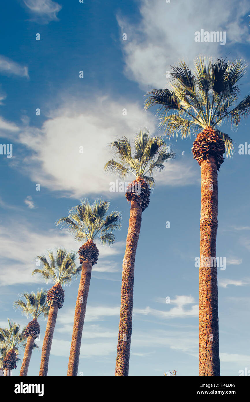 Trimmed palm trees in a row. California skies,clouds, day moon Stock