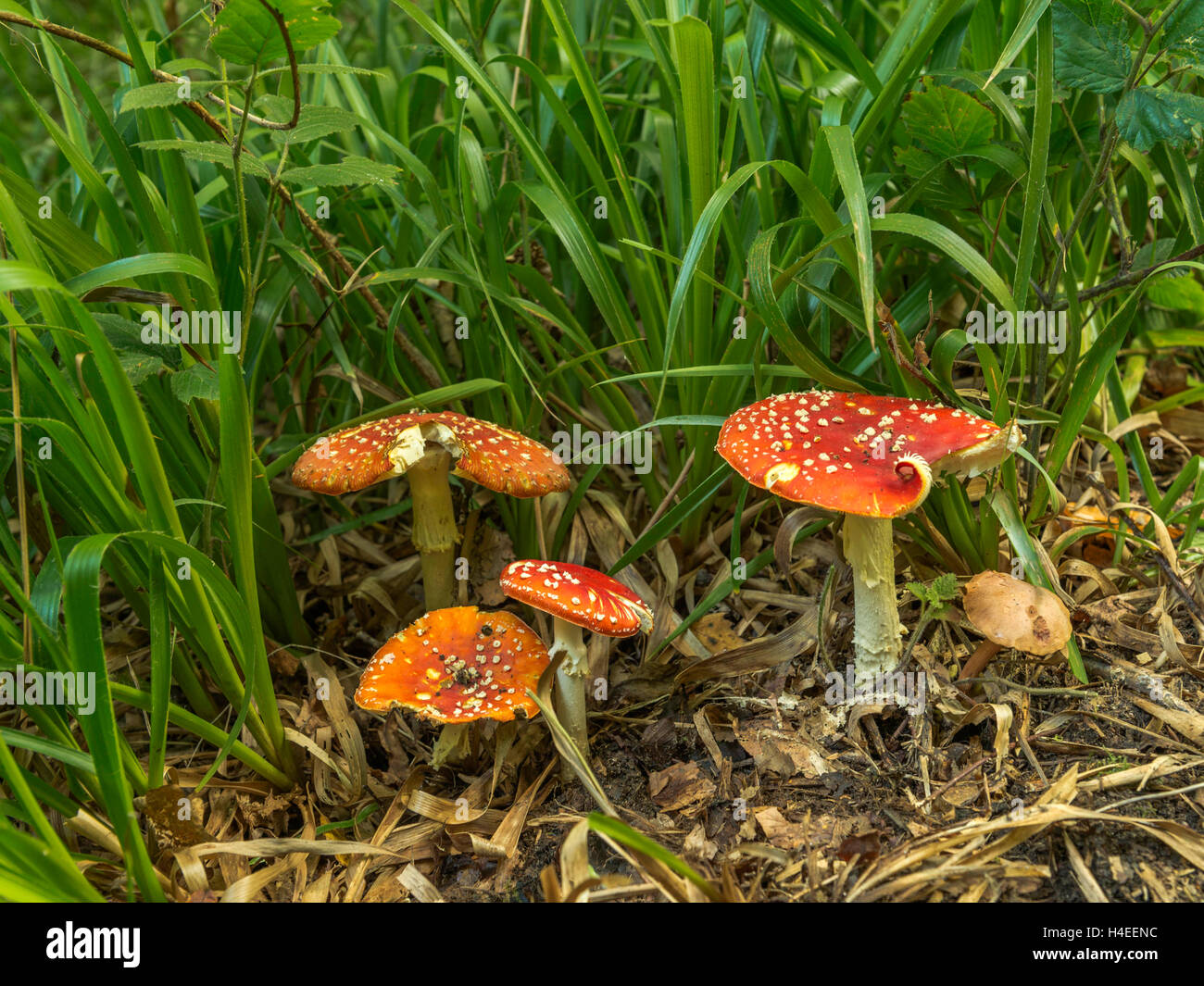 Wild Fungi (Red Cap) growing in woodlands on the outskirts of the