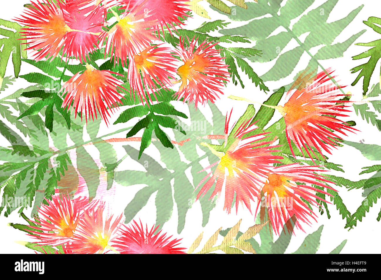 Pattern Mimosa Albizia julibrissin foliage and flowers Stock Photo