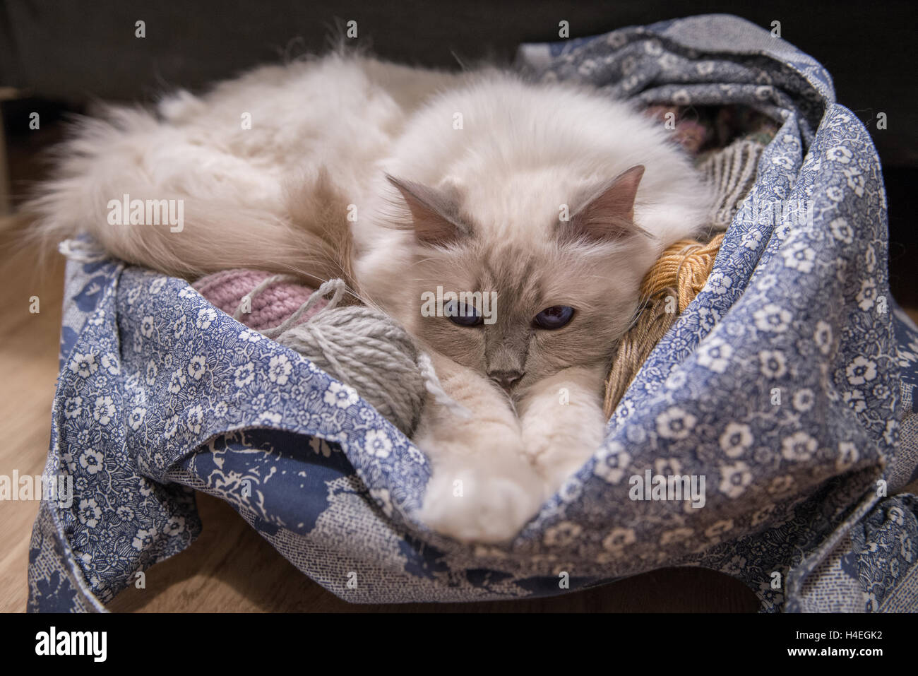 Yarn cat, holy birma Stock Photo