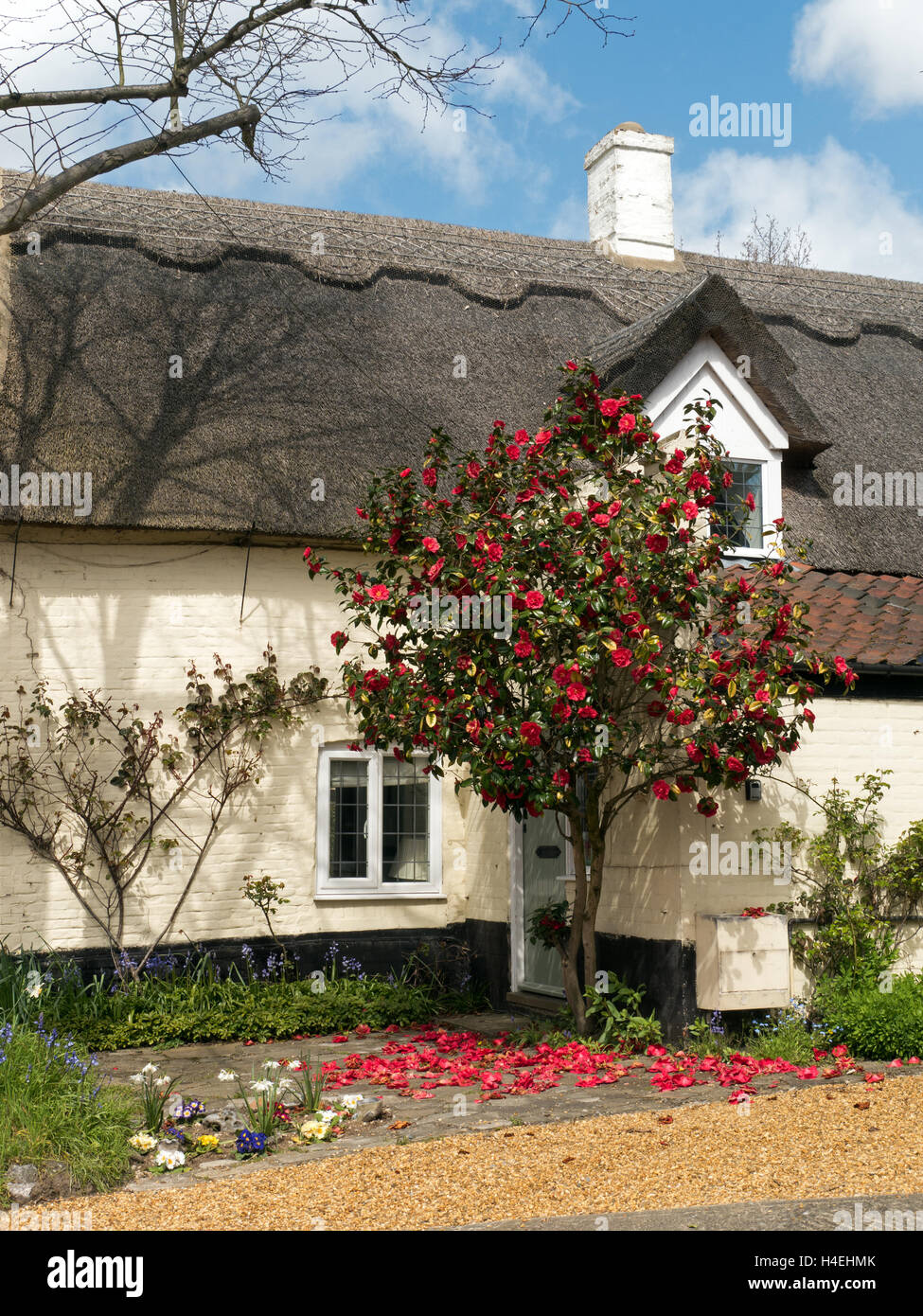 Thatched Cottage in Springtime with Spring Flowers and Red Camellia Bush in Flower, Horning, Norfolk, England, UK Stock Photo