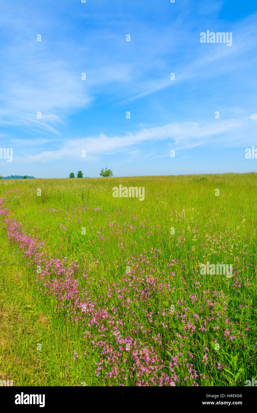 Green meadow with purple flowers in summer landscape, Gliczarow Gorny, Tatra Mountains, Poland Stock Photo