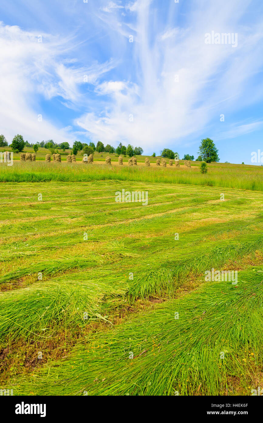 Freshly cut grass on green meadow in summer landscape, Podhale, Tatra Mountains, Poland Stock Photo