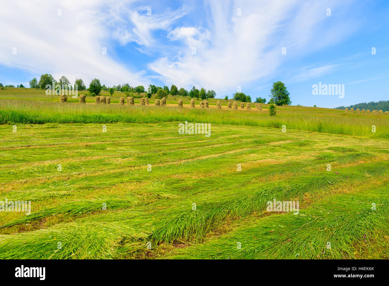 Freshly cut grass on green meadow in summer landscape, Podhale, Tatra Mountains, Poland Stock Photo