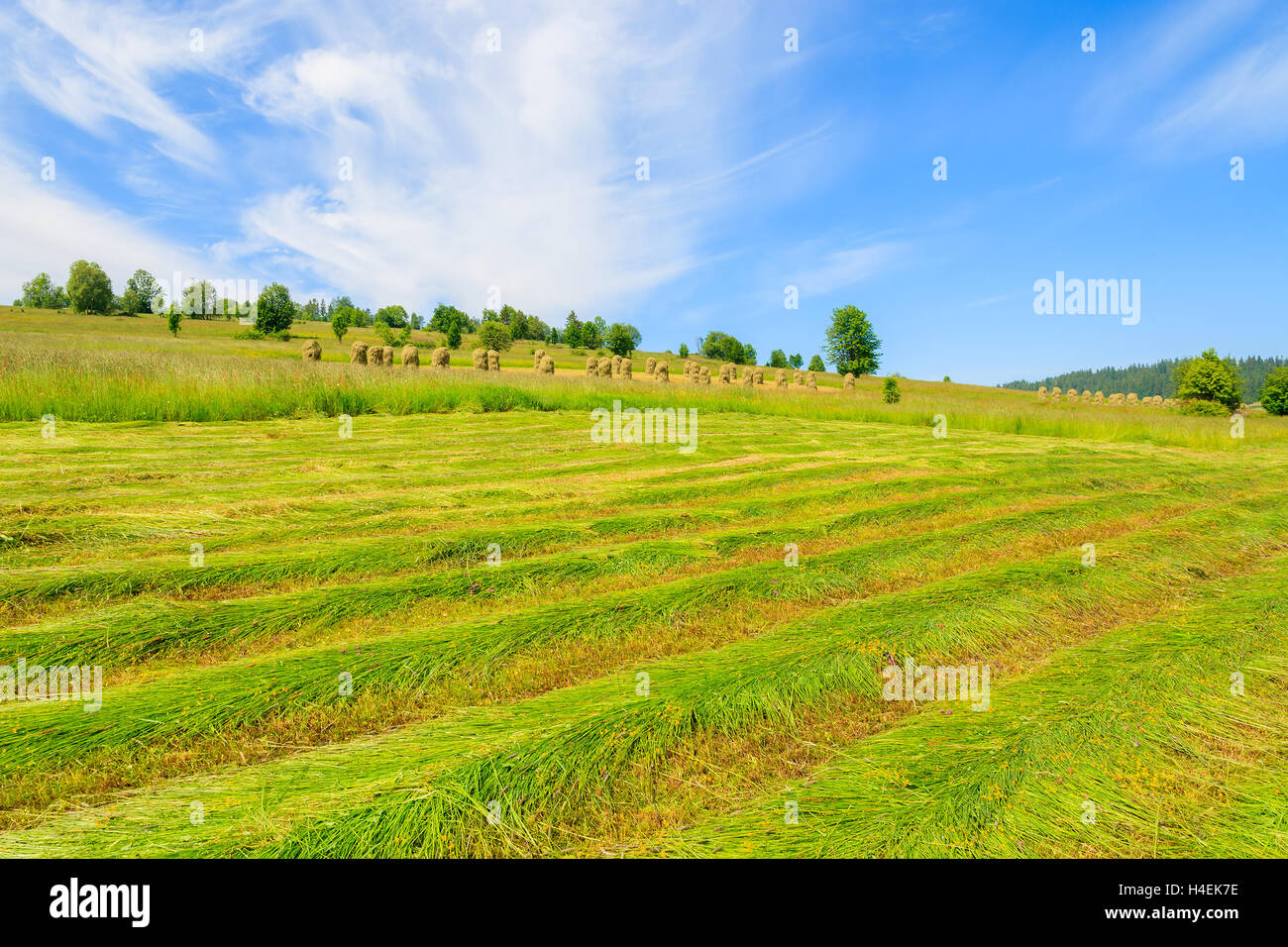 Freshly cut hay on green meadow in summer landscape, Gliczarow Gorny, Tatra Mountains, Poland Stock Photo