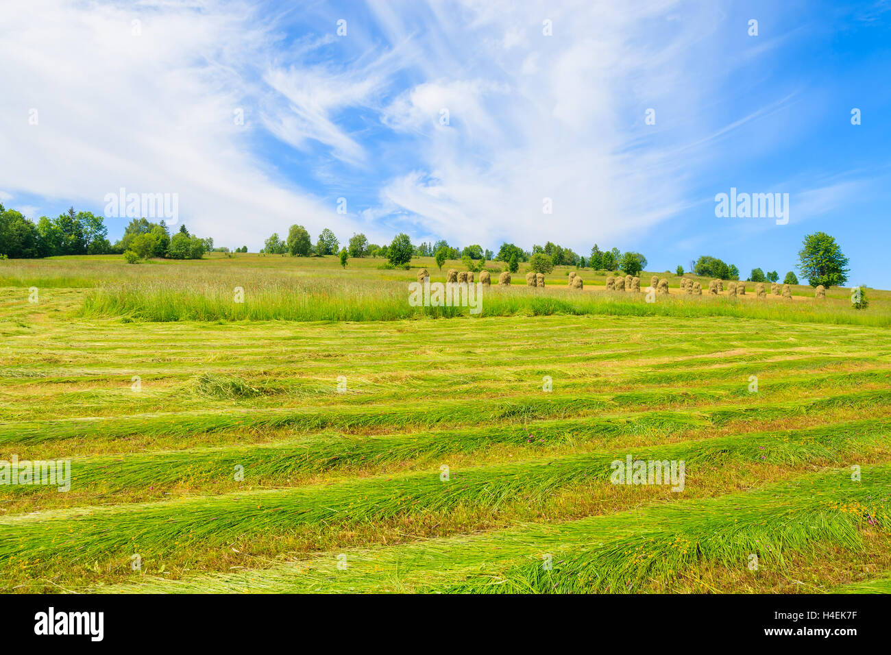 Freshly cut grass on green meadow in summer landscape, Podhale, Tatra Mountains, Poland Stock Photo
