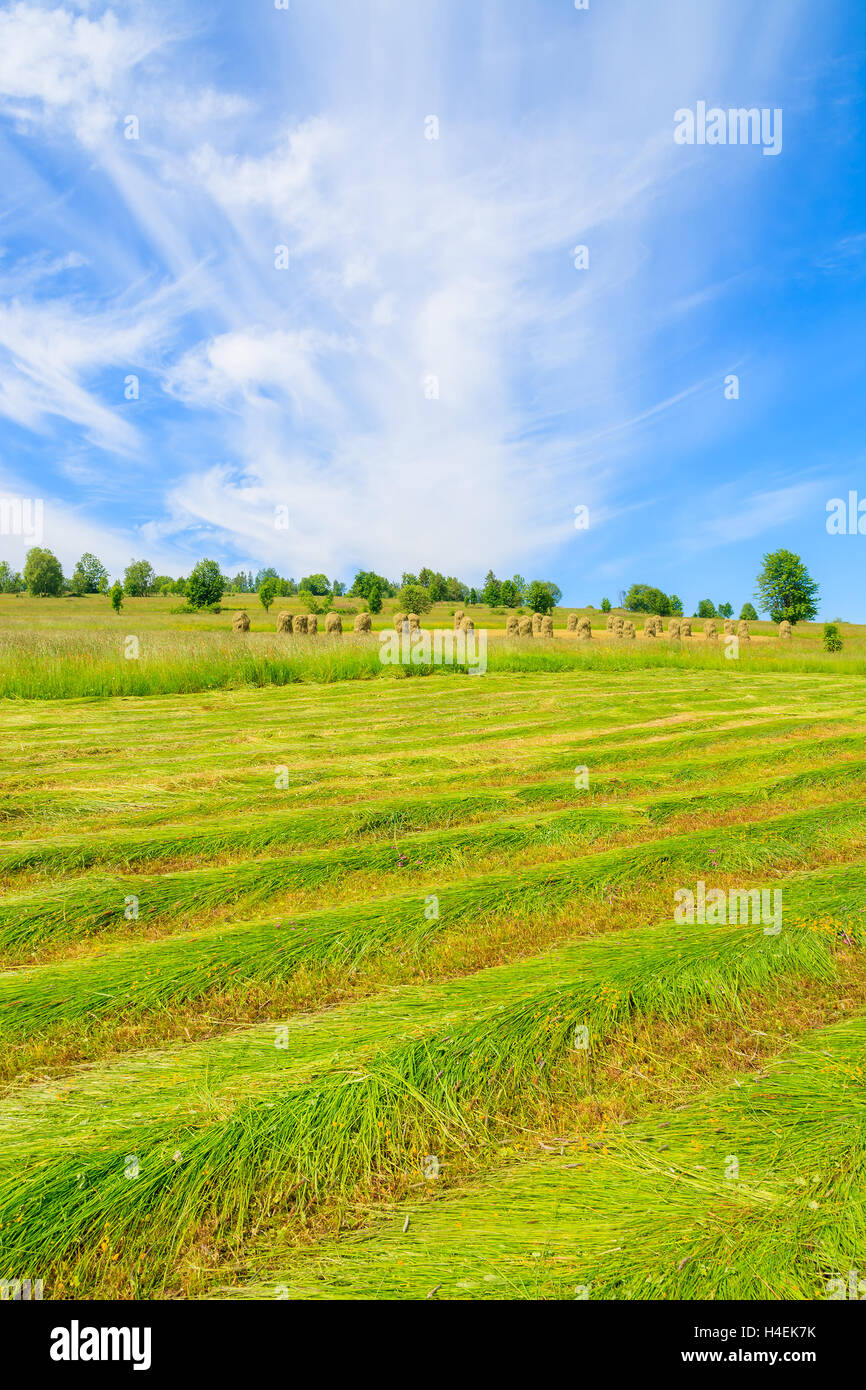 Freshly cut grass on green meadow in summer landscape, Podhale, Tatra Mountains, Poland Stock Photo