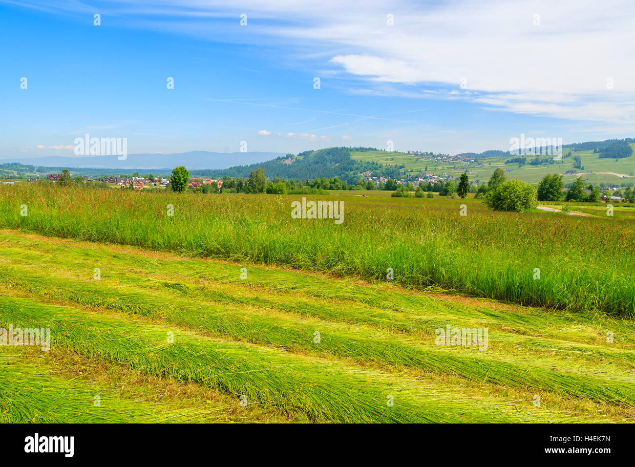 Freshly cut grass on green meadow in summer landscape, Gliczarow Gorny, Tatra Mountains, Poland Stock Photo