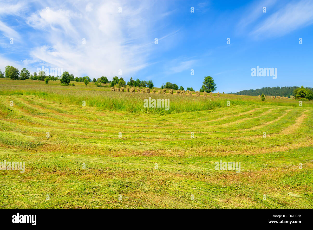Freshly cut hay on green meadow in summer landscape, Gliczarow Gorny, Tatra Mountains, Poland Stock Photo