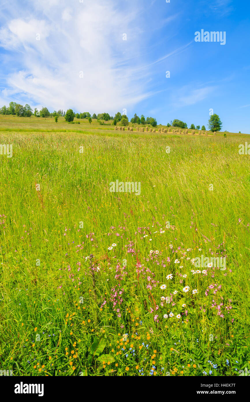Green meadow with flowers in summer landscape, Gliczarow Gorny, Tatra Mountains, Poland Stock Photo