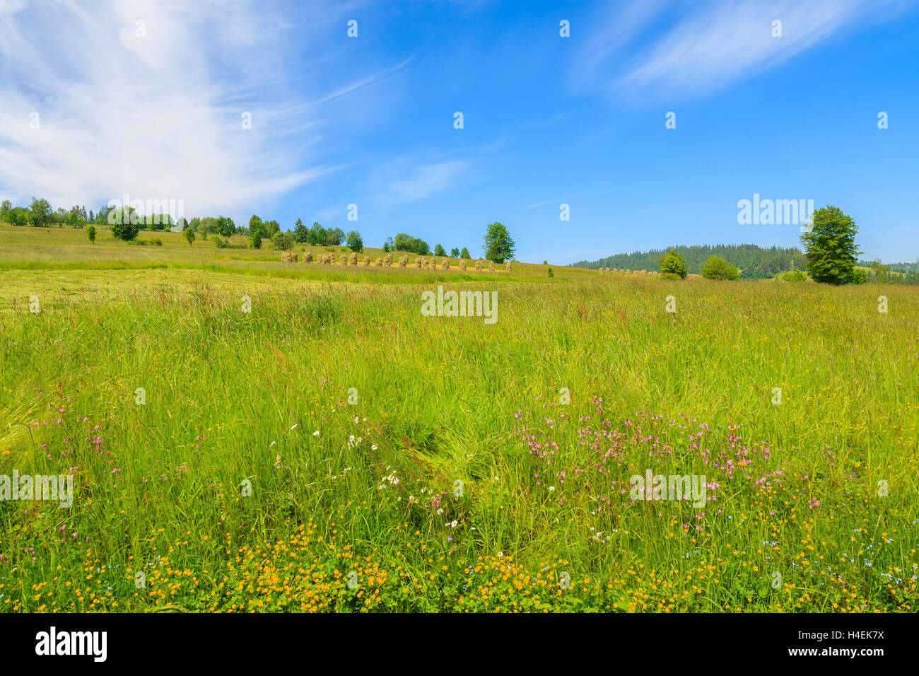 Green meadow with flowers in summer landscape, Gliczarow Gorny, Tatra Mountains, Poland Stock Photo