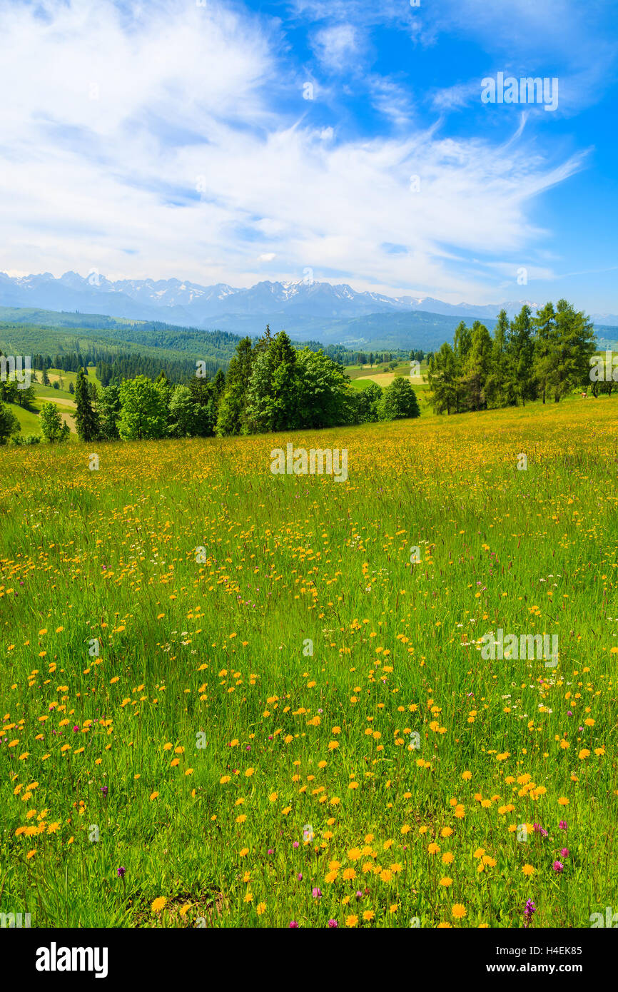 Yellow flowers on green meadow with mountains view, Lapszanka, Tatry Mountains Stock Photo