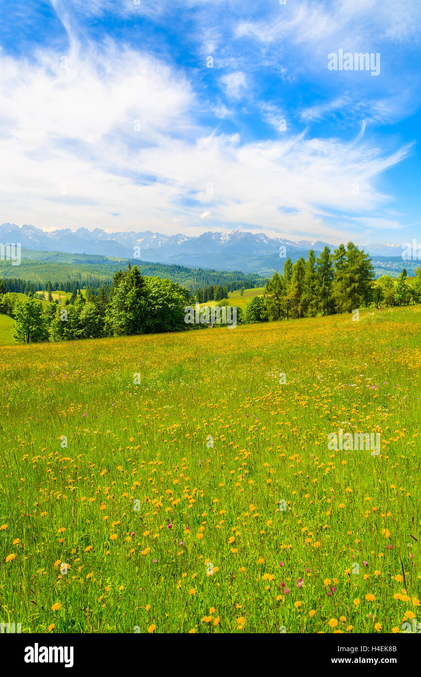 Spring flowers on green meadow with mountains view, Lapszanka, Tatry Mountains Stock Photo