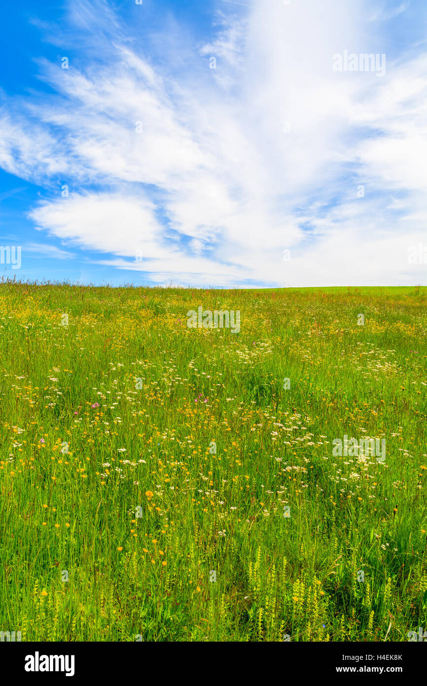 Green meadow with flowers in summer landscape, Podhale, Tatra Mountains, Poland Stock Photo
