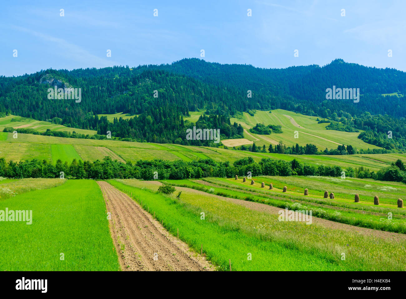 Green fields in summer landscape, Beskidy Mountains, Poland Stock Photo