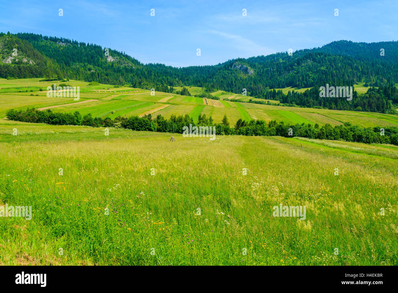 Green fields in summer landscape, Pieniny Mountains, Poland Stock Photo