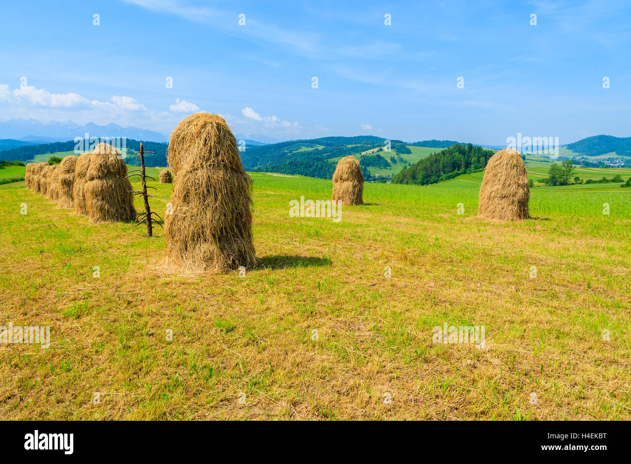 Hay bales on green field in summer landscape, Pieniny Mountains, Poland Stock Photo