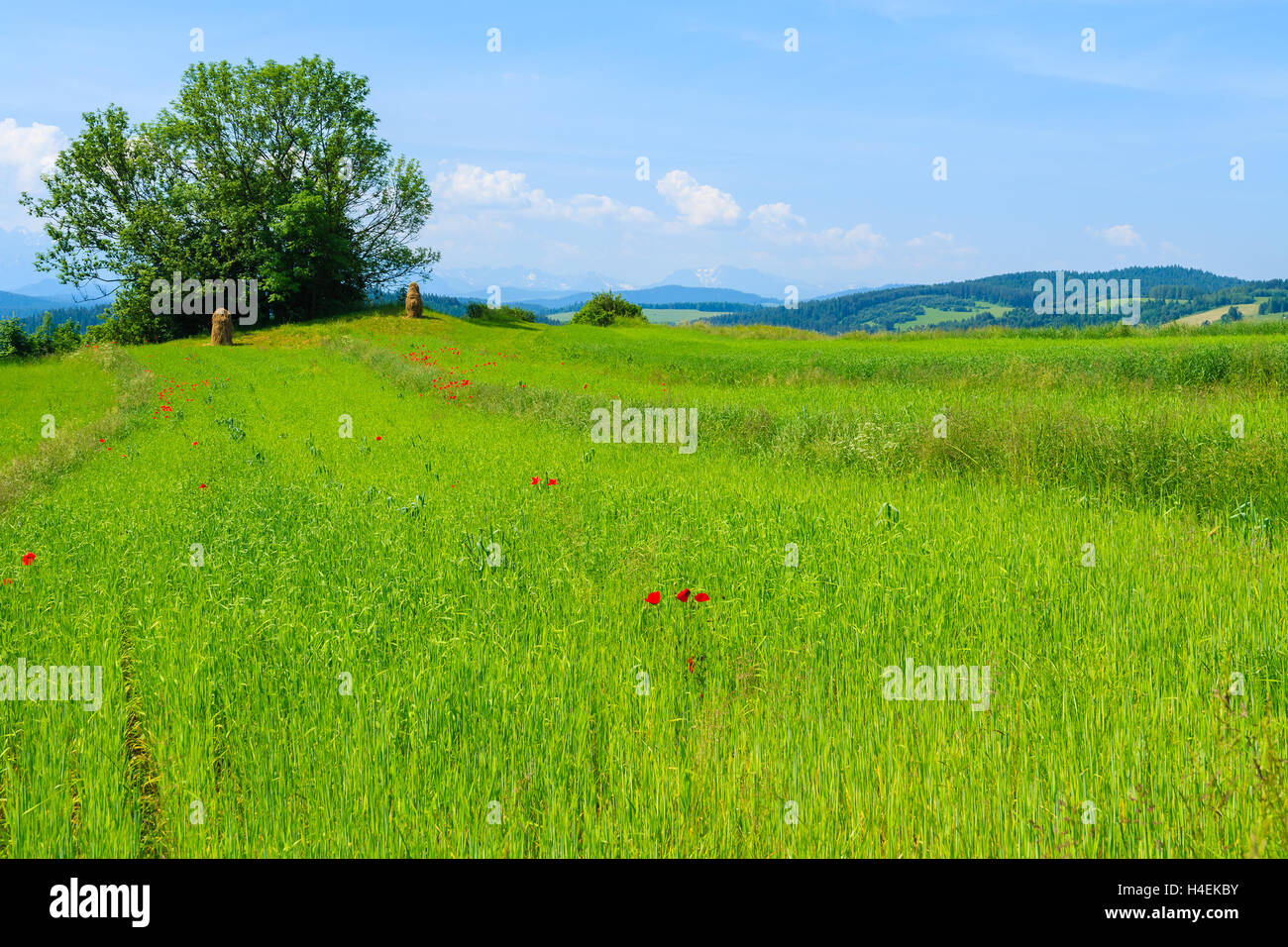 Green field and red poppy flowers in summer landscape, Pieniny Mountains, Poland Stock Photo