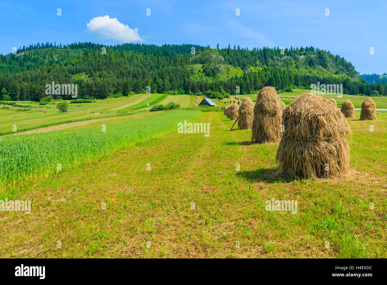Hay bales on green field in summer landscape, Beskid Niski Mountains, Poland Stock Photo