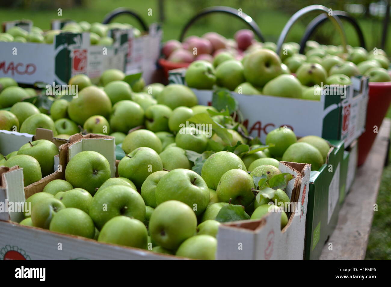 Granny smith apples Stock Photo Alamy