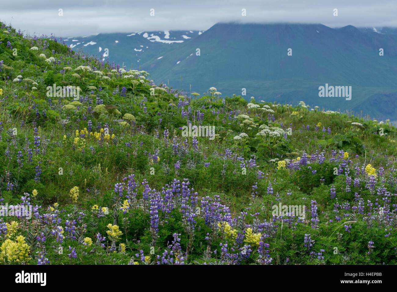 Alaska, Aleutians, Amaknak Island, Unalaska, Dutch Harbor (53-54-15 N 166-31-68 W) Summer wildflowers. Stock Photo