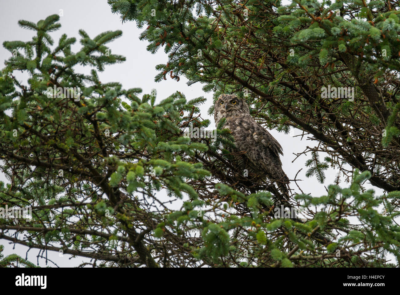 Alaska, Aleutian Islands, Shumagin Islands, Unga Island. (54° 54'-55° 20' N 159° 15'-160° 45' W) Great-horned owl. Stock Photo