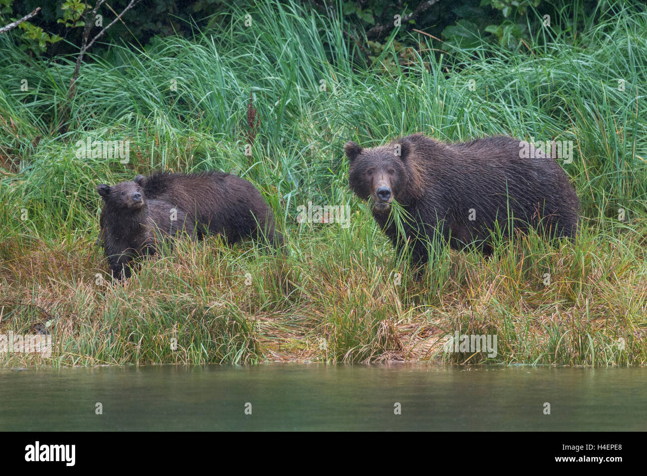 Alaska, Katmai National Park, Amalik Bay (Geographic Harbour) Female brown bear with two cubs (WILD: Ursus arctos) in the rain. Stock Photo