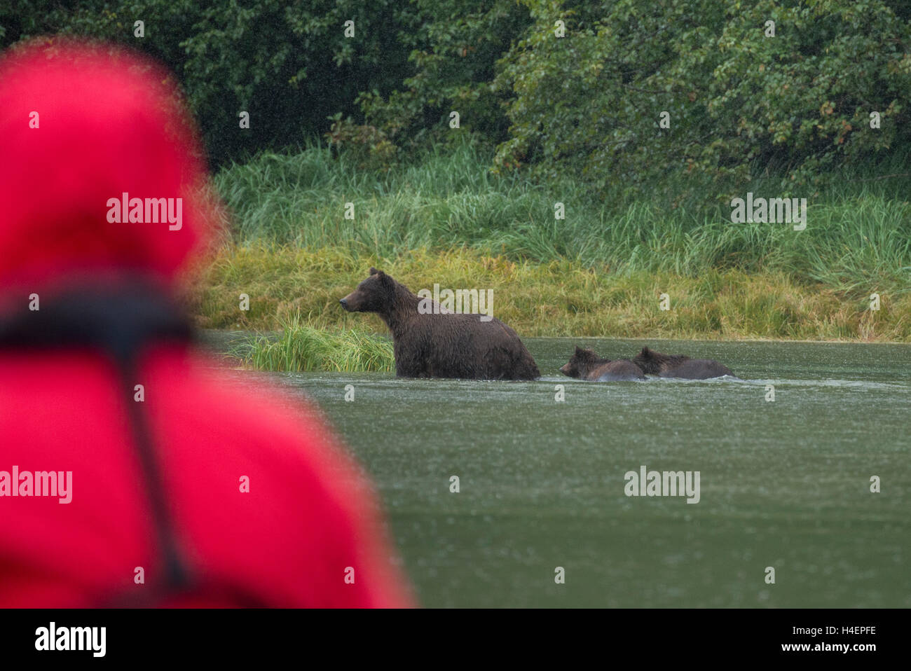 Alaska, Katmai National Park, Amalik Bay (Geographic Harbour) Tourist watching female brown bear with two cubs Stock Photo