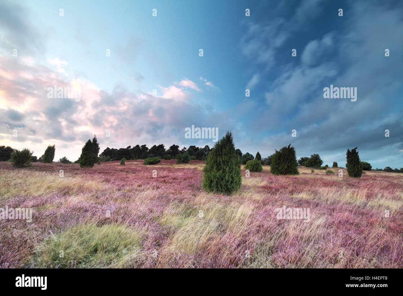 pink flowering heather at sunset, Wilsede, Germany Stock Photo