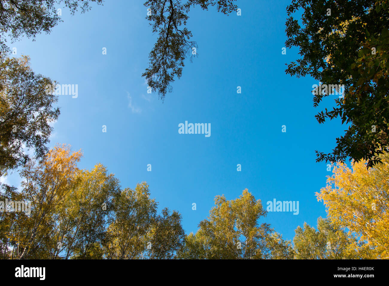 blue sky can be seen through the tops of autumn trees Stock Photo - Alamy