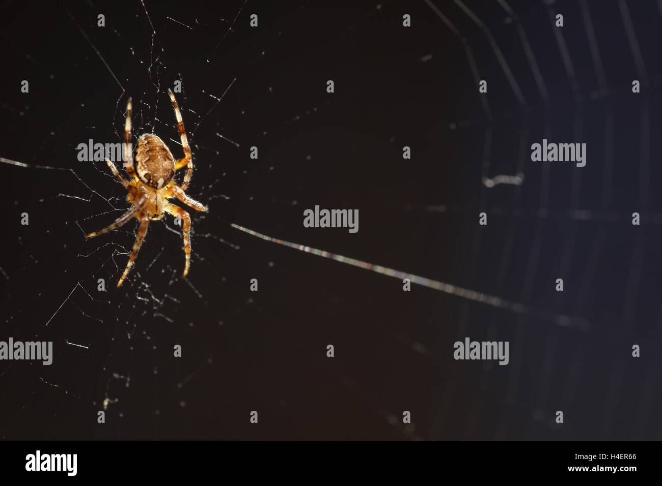 macro spider on the web Stock Photo - Alamy
