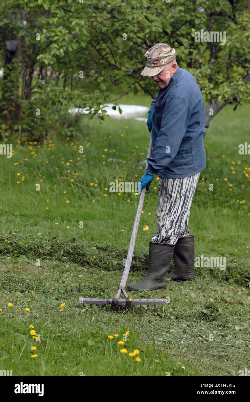 man collects grass rake Stock Photo Alamy