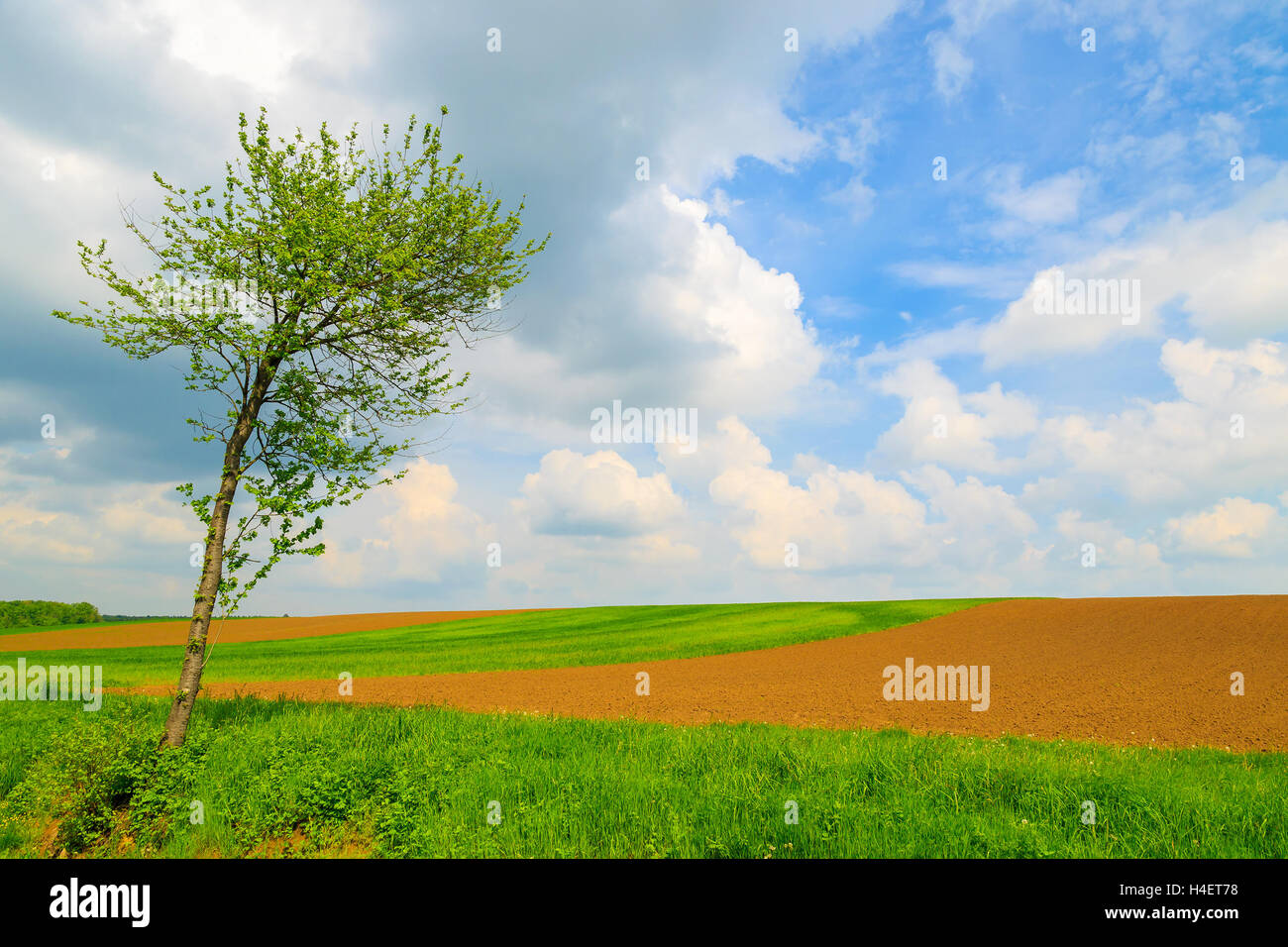 Lonely tree on green farming field and blue sky with white clouds ...