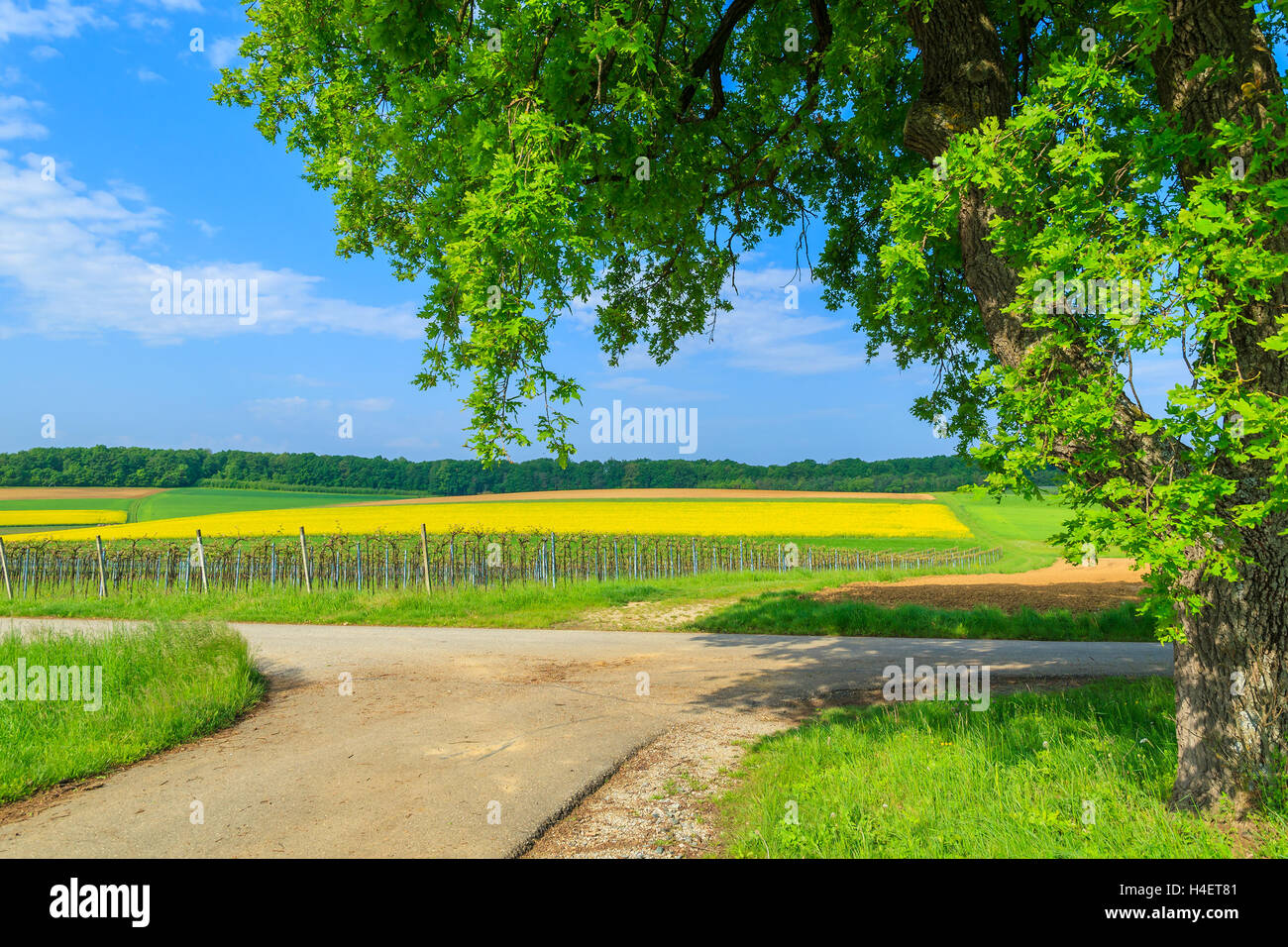 Rural road and yellow rapeseed flower field with blue sky, Burgenland, southern Austria Stock Photo
