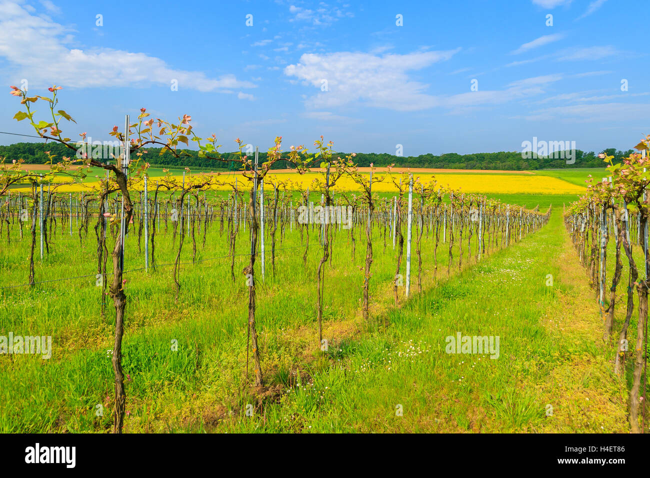 Vineyard in the famous wine making region of Burgenland in spring time, Austria Stock Photo