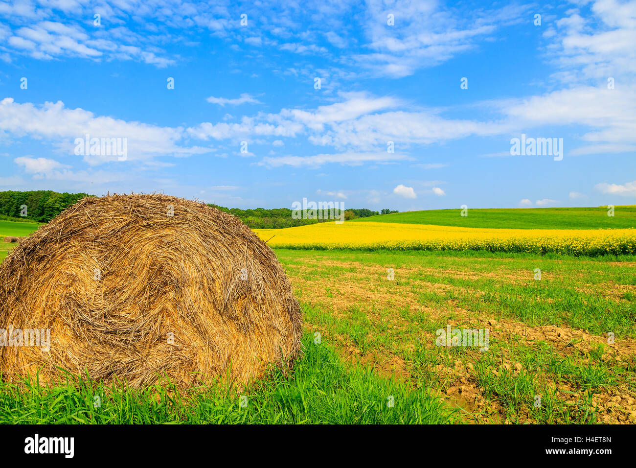 Haystack and yellow rapeseed flower field with blue sky, Burgenland, southern Austria Stock Photo