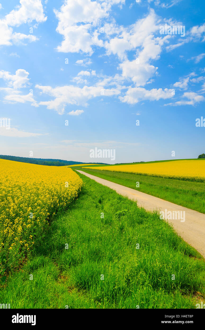 Rural road along yellow rapeseed flower field and blue sky, Burgenland, southern Austria Stock Photo