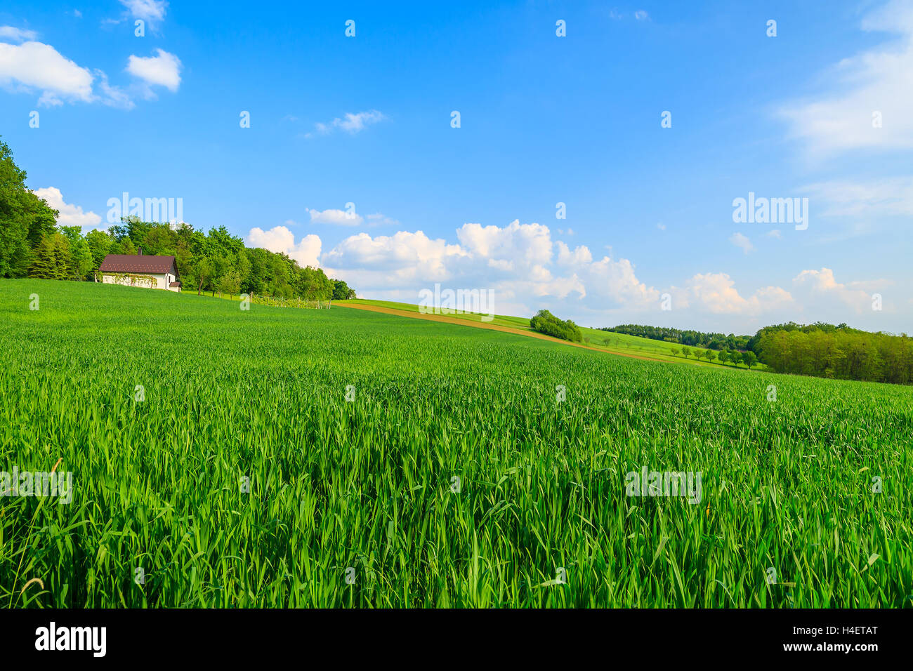 Green farming field with house in background in countryside spring landscape, Burgenland, Austria Stock Photo