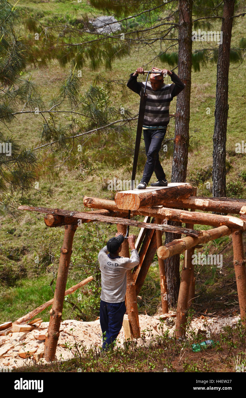 Two men cut a pine log using a crosscut saw above the village of Nele, Solukhumbu, Nepal Stock Photo