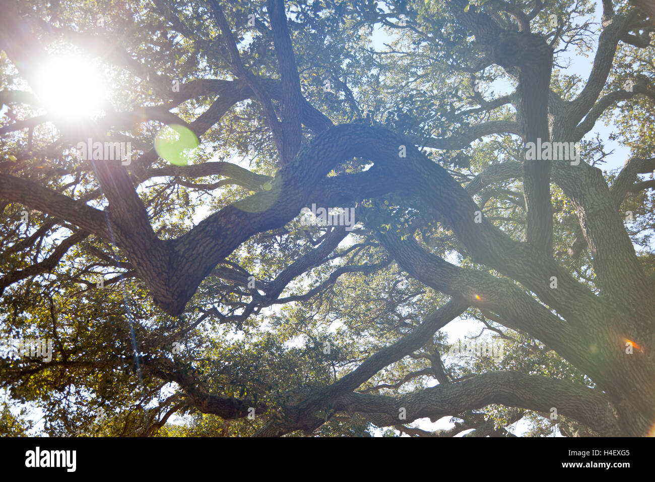 Looking up at the tree limbs with sun flares coming through Stock Photo