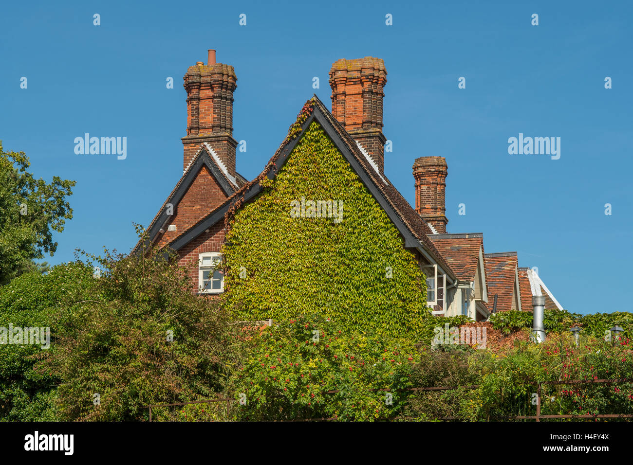 Ivy Covered House, Orford, Suffolk, England Stock Photo Alamy