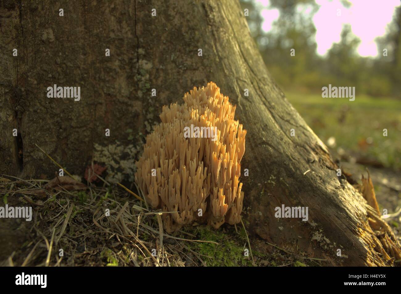 Crown Coral Mushroom Near a Tree Stump Stock Photo